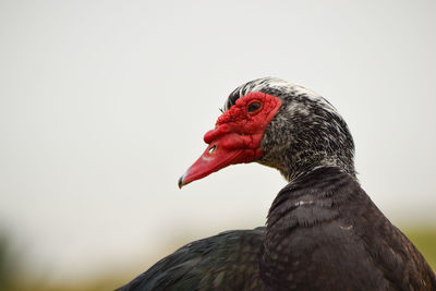 Close-up of a bird against clear sky