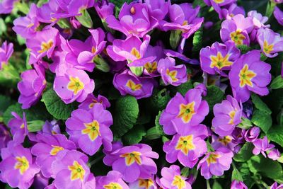 Close-up of purple flowering plants