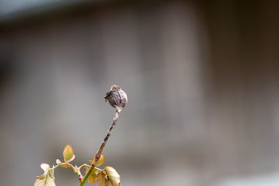 Close-up of caterpillar on plant