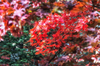 Close-up of red maple leaves on tree