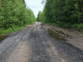 Empty road along trees and plants