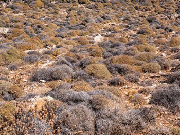 Full frame shot of rocks on beach