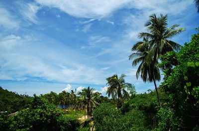 Palm trees against sky