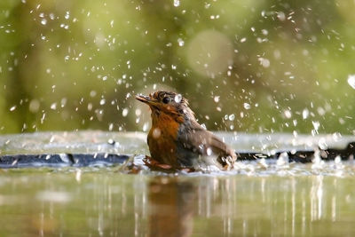 Water splashing in a lake