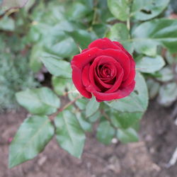 Close-up of red rose