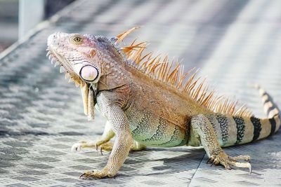 Close-up of iguana