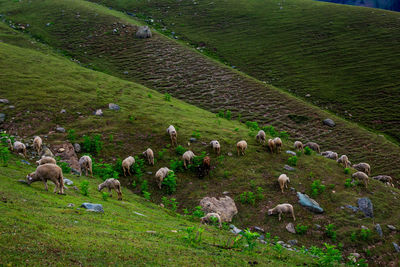 Flock of sheep grazing in grassy field