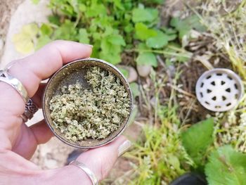 High angle view of person holding full cannabis grinder