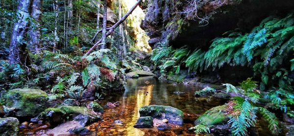 Plants and trees in forest