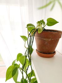 Close-up of potted plant on window sill