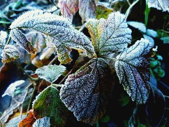 Close-up of frozen plant