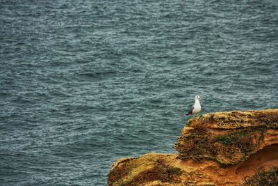 Seagull perching on rock by sea