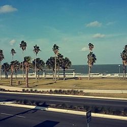 Road with trees in background