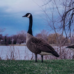 Goose on a field