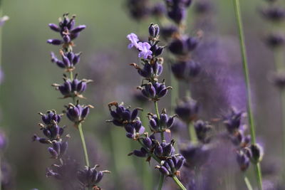 Close-up of purple flowering plants