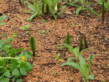 High angle view of plant growing on field