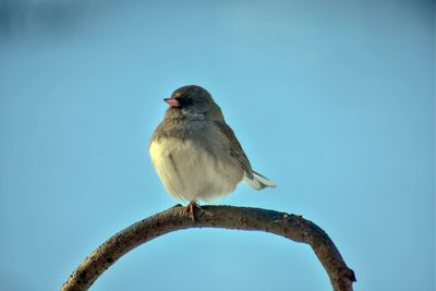 Low angle view of bird perching against clear blue sky