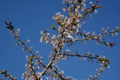 Low angle view of cherry blossom against blue sky