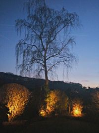 Silhouette of bare tree at sunset