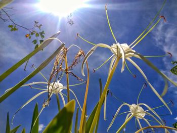 Close-up of flowers against blue sky