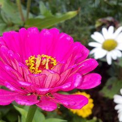 Close-up of pink flower