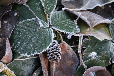 Close-up of frozen plant