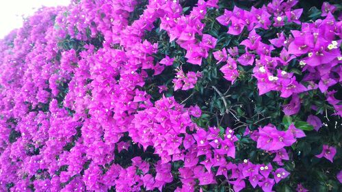 Close-up of pink flowers blooming outdoors