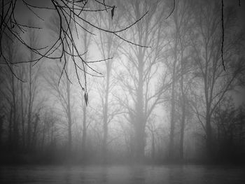 Bare trees in forest during foggy weather