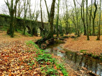 Plants growing by stream in forest during autumn