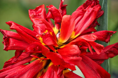 Close-up of red flower