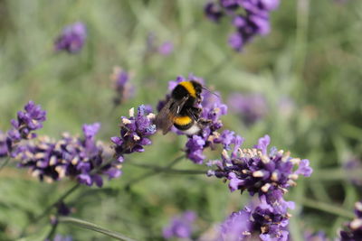 Close-up of bee pollinating on lavender