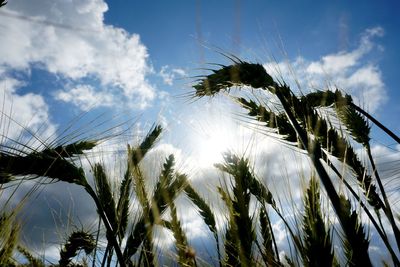 Low angle view of wheat on field against sky