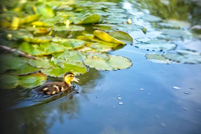 Duck swimming in a lake