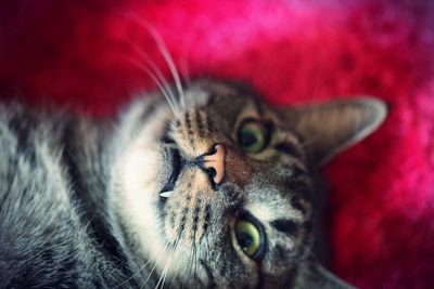 Close-up portrait of a cat