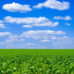 Scenic view of agricultural field against sky