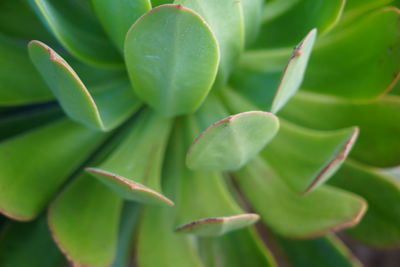 Close-up of succulent plant