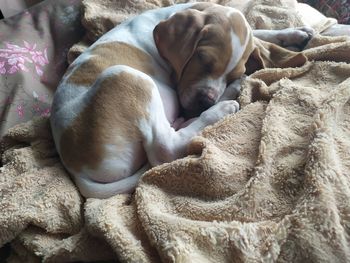 High angle view of dog sleeping