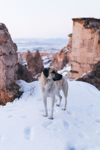 Dog standing on snow covered land