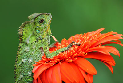 Close-up of insect on flower