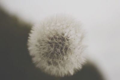 Close-up of dandelion flower