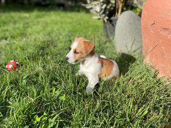 Dog looking away on field