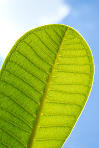 Close-up of green leaves against sky