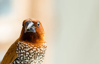 Close up of scaly breasted munia bird on white background with empty space