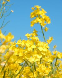 Close-up of yellow flowers