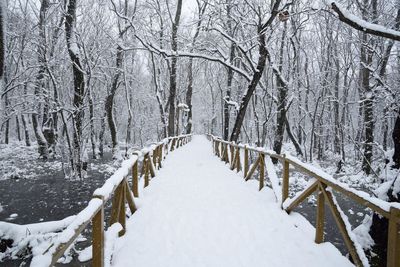 Snow covered footbridge amidst bare trees in forest