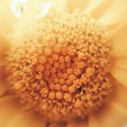 Full frame shot of flowering plant