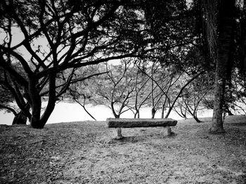 Bare trees on landscape