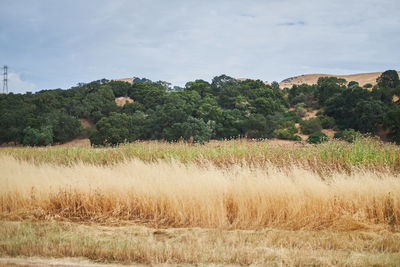 Scenic view of agricultural field against sky