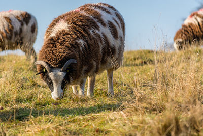 Sheep grazing on field