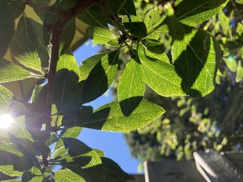 Close-up of fresh green leaves against sky on sunny day